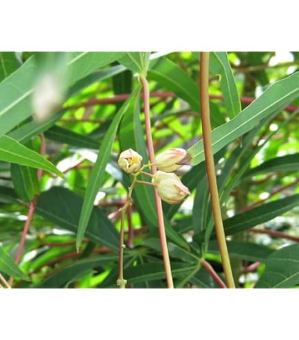 キャッサバ細め挿し木(埋め木)苗200本 Amazon.co.jp: キャッサバ挿し木 埋め木 用苗50本 : DIY・工具・ガーデン