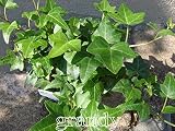 アイビー グリーンスター 10本