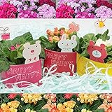 アニマルカップ入り（うさぎ・くま・ぶた）：バラ咲きジュリアン　3個セット