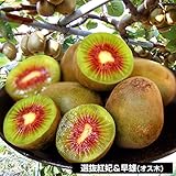 国華園　果樹苗　キウイ 選抜紅妃＆早雄 2種2株