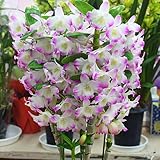 デンドロビューム（デンドロビウム） ピンク色 お祝い花・誕生日プレゼント、退職・昇進・昇格などの花ギフト