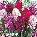 国華園　球根　球根　ヒヤシンス　エレガントヒヤシンスセット　4色8球　【※発送が国華園からの場合のみ正規品です】