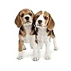 犬 Ipad壁紙 トイプードル 令和動物カレンダー その他 スマホ用画像 犬 Ipad壁紙 トイプードル 令和動物カレンダー その他 スマホ用画像