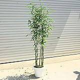 独特な模様の大人気竹！庭木・植木：らっきょう竹（ラッキョウヤダケ）*ポット