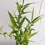 クロチク（黒竹）3.5号ポット[小型　鉢植え向き][七夕飾りに！][鉢植えでも育てやすい] ノーブランド品