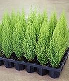 【特選ガーデン苗セット販売】コニファー ゴールドクレスト ウィルマ ２４ポット セット （２．５～３号） 【まとめ売り】