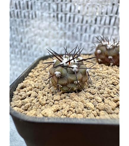 コピアポア種子　在庫整理のため 2025年春輸入種子 100粒セット コピアポア ヒポガエア 仔株付 × 松野然 作「ZEN」3号 植木鉢 ［No.03