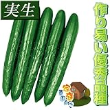 国華園　実生野菜苗　キュウリ　F1夢そだち　4株【※発送が国華園からの場合のみ正規品です】