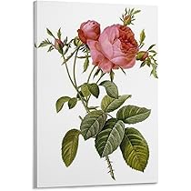 Amazon.co.jp: Pierre-Joseph Redoutéピエール＝ジョゼフ
