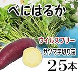 6月1日（金）発送 さつまいも べにはるか 切り苗 25本