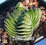Succulents seeds Echinopsis tubiflora, cactus seeds, rare flower cactus,about 10 Pcs/Pack,#5E8E4U