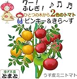 接ぎ木 ミニトマト 苗 ピンキー＆きらーず トマト