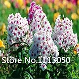 500pcs 10 kinds Bonsai phlox Seeds 100% Genuine Organic Blooming Flower Seeds Garden Plant 1