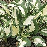 【6号鉢大株】ホスタ「ポール・リビール」