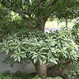 山桃（ヤマモモ）苗木　オス