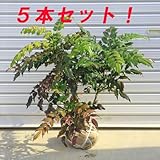 庭木：柊南天（ヒイラギナンテン）　H：50㎝　5本セット！
