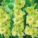 国華園　【メール便配送】在庫処分 グラジオラス球根 緑 40球【※発送が国華園からの場合のみ正規品です】