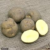 (観葉)種イモ ジャガイモ キタアカリ(お買い得5個セット)(草木灰付き) 家庭菜園 本州・四国限定[生体]