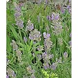 ラベンダー：ロイヤルキング3号ポット 3株セット[セビリアンブルーの交配種] ノーブランド品