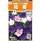 サカタのタネ 実咲花7120 桔梗 五月雨混合 00907120