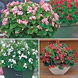 タキイ種苗 ベゴニア ボンボリーナセット 3株セット