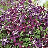 【クレマチス】【5号大株】クレマチス「スィート・サマー・ラブ」