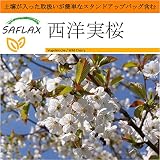 SAFLAX - Garden in the Bag - 西洋実桜 - 10 個の種。- 取扱いが簡単なスタンドアップバッグに栽培用土壌が入っています - Prunus avium
