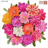 【メール便配送】　国華園　花たね　多年草　レウィシア　エリーゼミックス　1袋(15粒)【※発送が国華園からの場合のみ正規品です】
