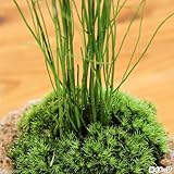 (観葉)苔盆栽 抗火石鉢植え ミズトクサ(1鉢) 本州・四国限定[生体]