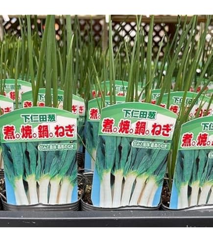 negiねぎ ネギ一覧｜商品情報 - 野菜 | 横浜植木