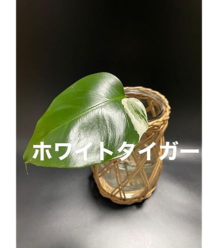 d*d様 モンステラ　ボルギシアナ　アルボ　ホワイトタイガー斑入り　鉢モスポール Amazon.co.jp: 20モンステラ ボルギシアナ アルボ ホワイト