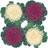 【メール便配送】　国華園　花たね　縮緬葉牡丹混合　1袋(40粒)【※発送が国華園からの場合のみ正規品です】