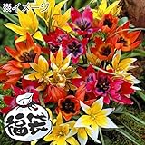 国華園　球根　原種系チューリップ福袋（3～4品種見計らい・名称付） 120球以上【※発送が国華園からの場合のみ正規品です】