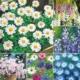 タキイ種苗(Takii Shubyo) 直まきできる、花タネセット FVV020SET