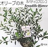 オリーブ 苗木 Nevadillo Blanco ネバディロブロンコ 6号ポット