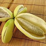 国華園　果樹苗　アケビ　バナナアケビ　1株【※発送が国華園からの場合のみ正規品です】