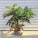 庭木：柊南天（ヒイラギナンテン）　H：30-40㎝