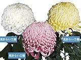 精興園 菊苗 厚物咲組物3種3本 精興瑞聖(白)・精興綾姫(紅)・精興大臣(黄) 3種3本 計3本