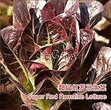 スーパーレッドロメインレタスレタス種子*ロメインレタス*有機非遺伝子組み換え*レタスサティバ* *サラダ野菜の種子