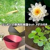 (ビオトープ/睡蓮)はじめての熱帯性睡蓮セット 睡蓮 白+鉢450レッドベリー+ヒメダカ+浮草他 説明書付 (休眠株) 本州・四国限定[生体]