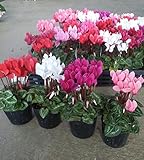 【特選花苗セット販売】ガーデンシクラメン ミックス １２ポットセット（３号） 【まとめ売り】