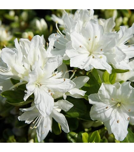 Amazon.co.jp: ツツジ 苗 シロヤシオツツジ 白八汐つつじ 白花 7号