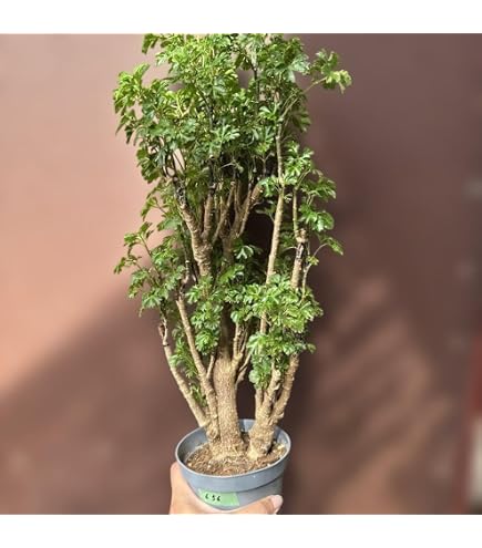 Amazon｜ポリシャス クリスパ 観葉植物 縮れ葉 珍しい 枝差し｜観葉