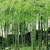 Rosepoem 100PCSモウソウチク孟宗竹竹の種子を植える多年生植物L