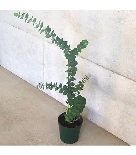 Amazon | ユーカリ 銀世界 苗木 6寸 1鉢 pulverulenta プルベルレンタ