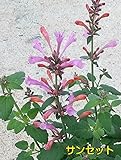 清々しい香り アガスターシェ アリゾナシリーズ 1株【サンセット・ピンク】耐寒性多年草 宿根草 花苗 ガーデニング 寄せ植えなどに
