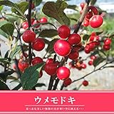 ウメモドキ（大納言）　梅もどきポット苗 庭木 低木