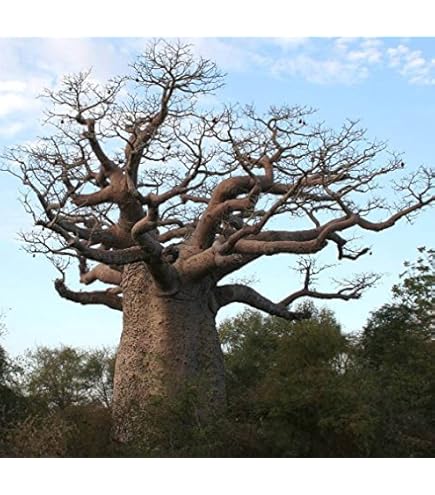Amazon｜【種子】アダンソニア・ディギタータ 10粒 Adansonia