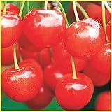 さくらんぼ苗木　正光錦（せいこうにしき）