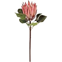 Amazon｜東京堂 造花 MAGIQ キングプロテア ピンク 花丈L15×L59